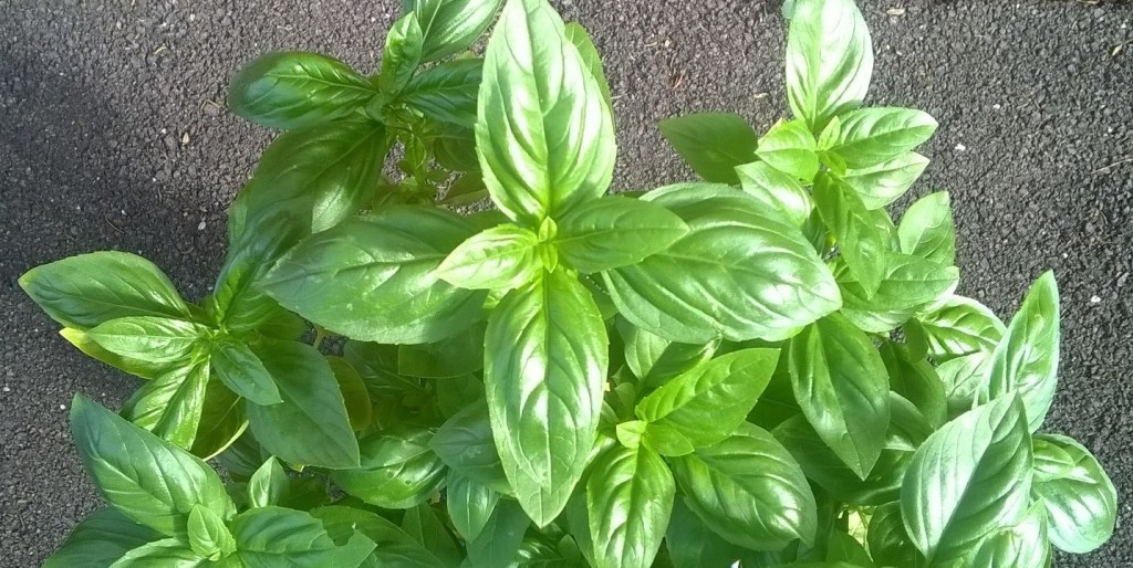Redbrick Basil